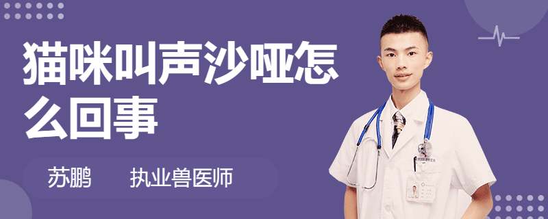 猫咪叫声沙哑怎么回事