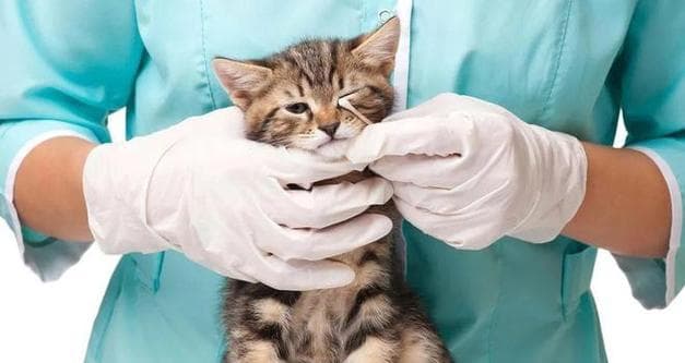 猫咪猫瘟腹泻，你需要知道的一切（宠物猫如何预防和治疗猫瘟腹泻）