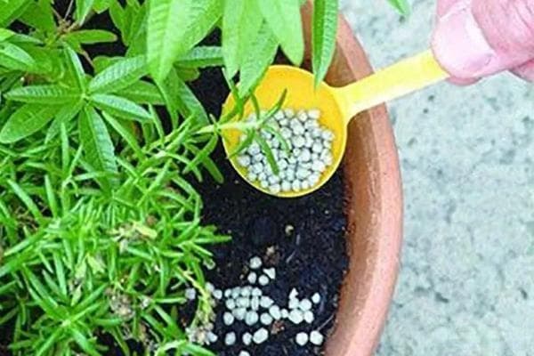 花卉施肥全攻略：从种类到季节，从基肥到追肥
