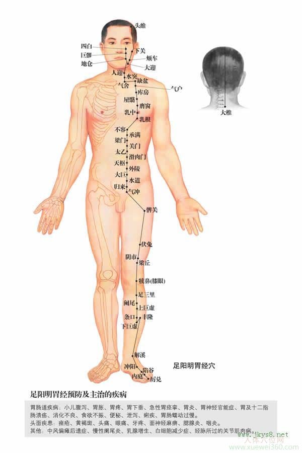 足三里穴的准确位置图_按足三里穴的作用与好处