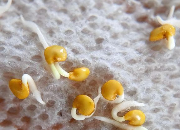 茄子催芽怎么才能做好？少出弱苗无病苗，移栽苗成活率高