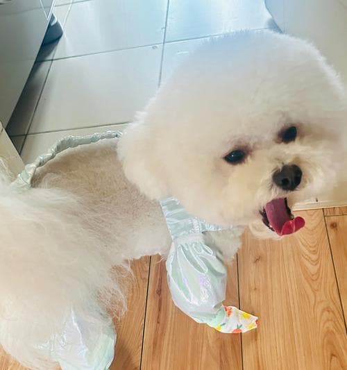 比熊犬价格及选购指南：从幼犬到成犬的全面解析
