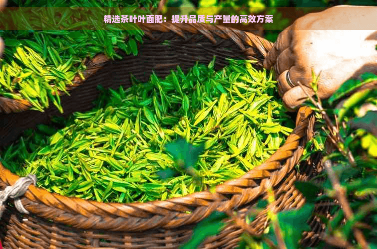 精选茶叶叶面肥：提升品质与产量的高效方案