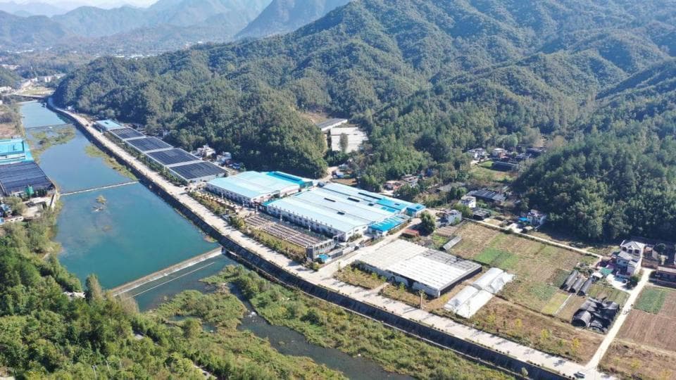 河南西峡：以"链"聚势 隆起香菇产业高地