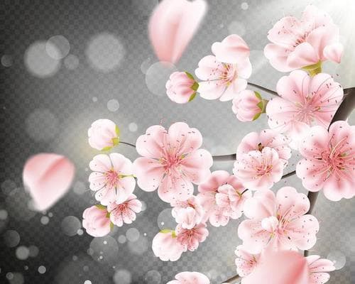 探秘世界国花（桃花的历史渊源、文化象征及现代用途）