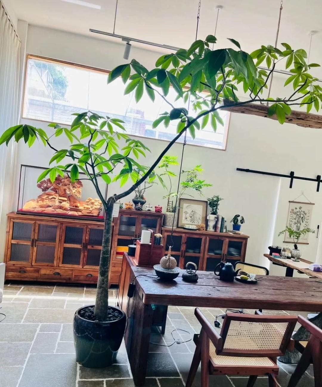 客厅有5树，子孙都能富，究竟指的是哪五种？不知道的要看看！