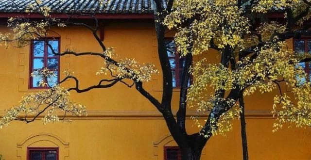 初冬云南陆军讲武堂：金黄时光里的诗意画卷