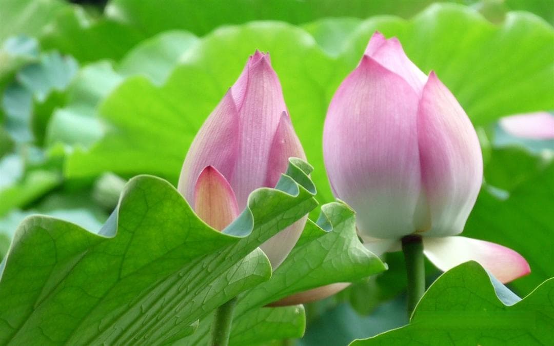 “菡萏”是什么意思？荷花还有哪些别称？