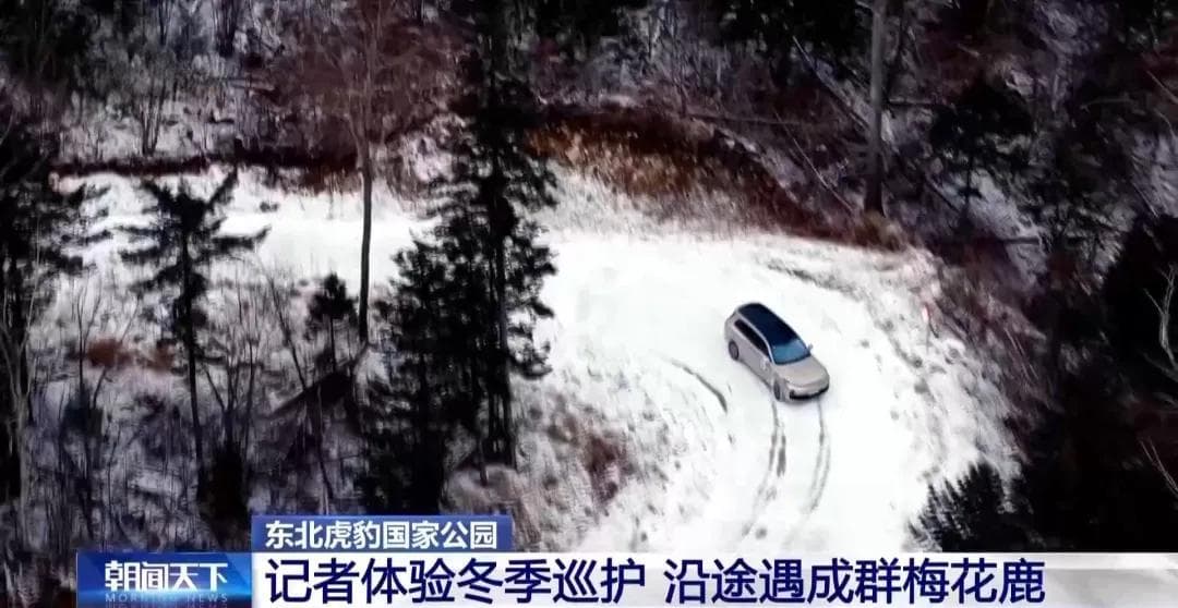 东北一村子为防老虎装80台相机：一年多预警86次