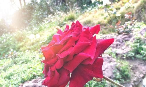 玫瑰花喜阳还是喜阴？从光照、土壤、温度等方面全面解析
