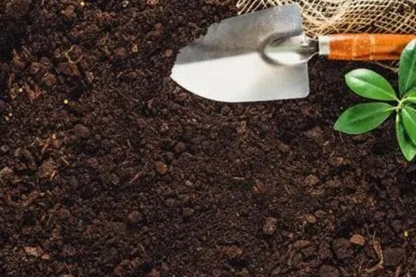 结香花养殖全攻略：从盆土到病虫害防治，让您的花卉茁壮成长