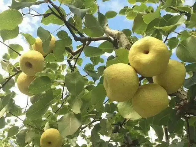 中国最好吃的梨子排名，哪种梨才是你心中的“梨王”？