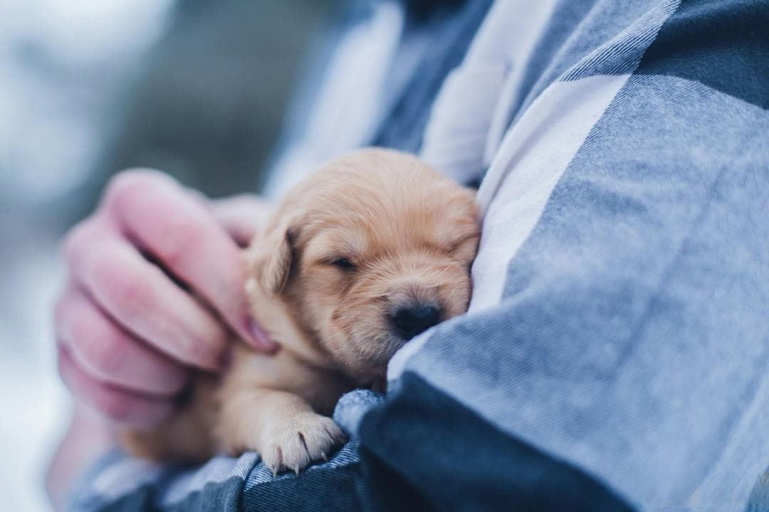 科学喂养新生犬：从奶粉到护理的全程指导