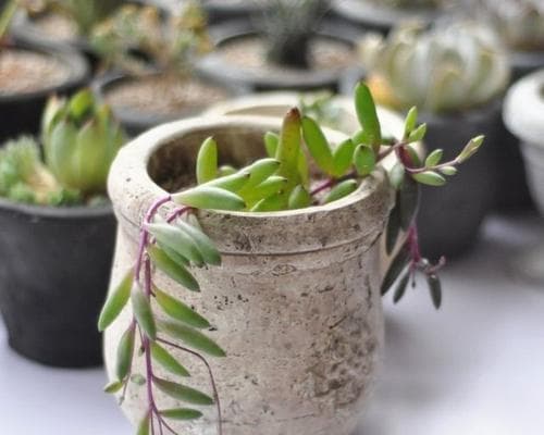 碰碰香喜阴还是喜阳？（探究室内植物的光照需求及种植技巧）
