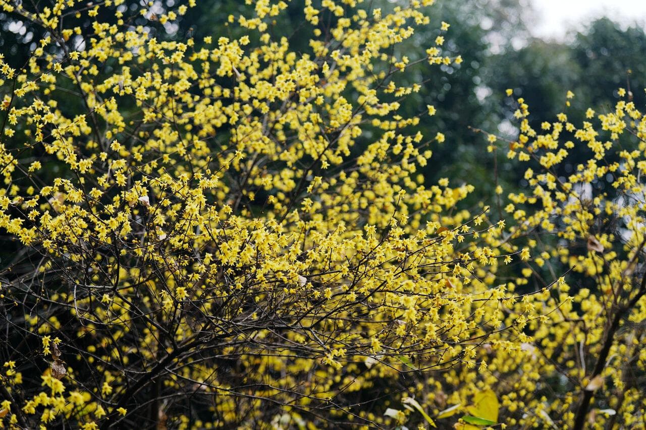 植物园蜡梅已至盛花期，梅花要寻，春节去赏都是极好的