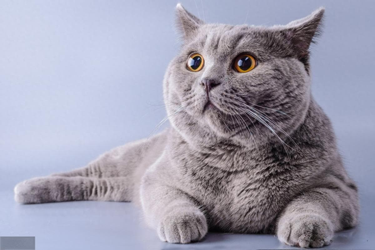 养猫的你知道吗？猫可以吃的45种食物和不能吃的20种食物