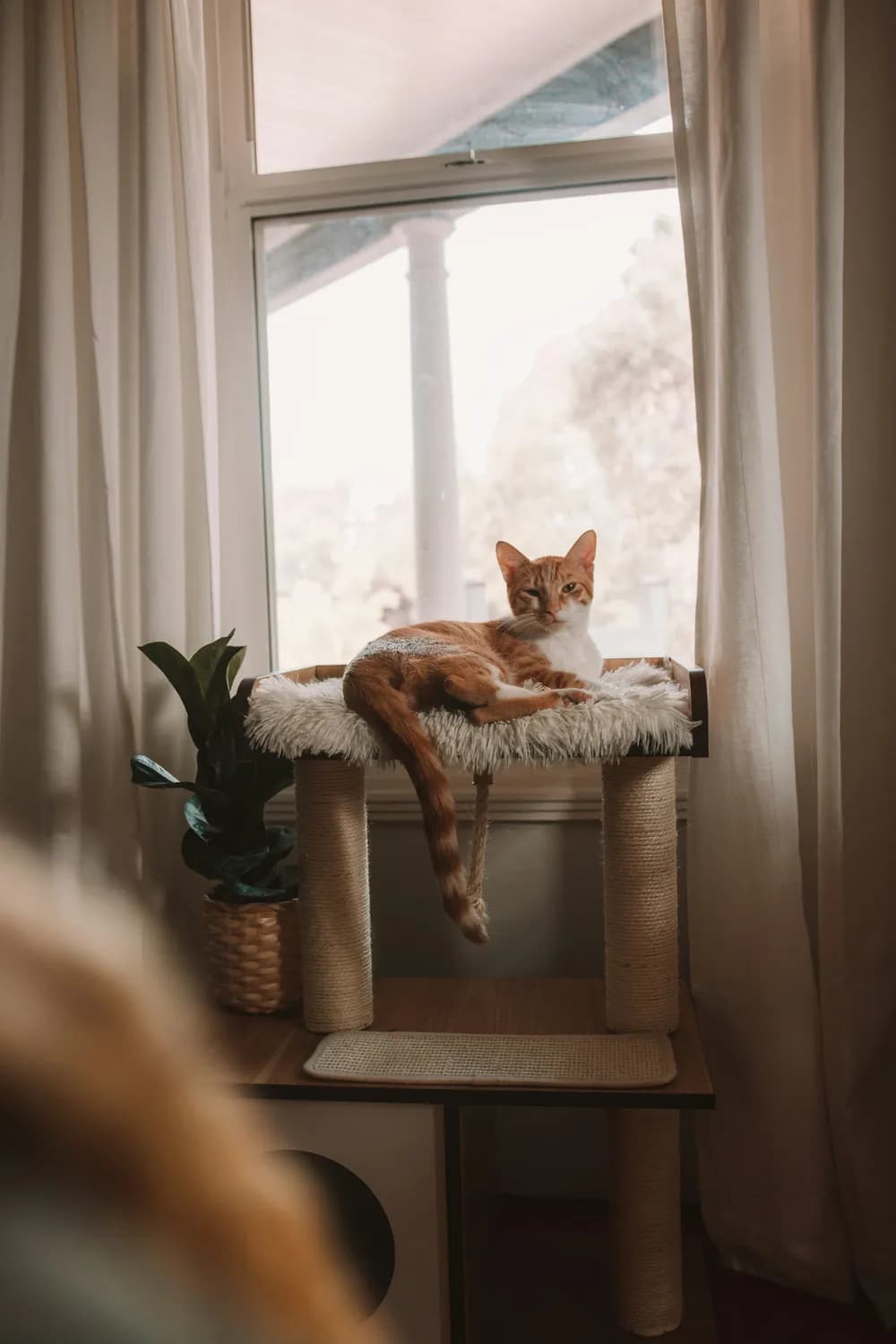 养猫家庭的风水设计，你get了吗？