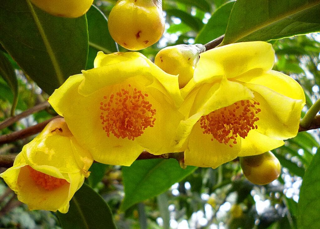 金花茶怎么种植（详解金花茶种植方法及养护）