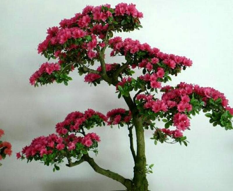 杜鹃花的盆栽技巧（如何选择合适的盆和土壤为杜鹃花提供良好生长环境？）