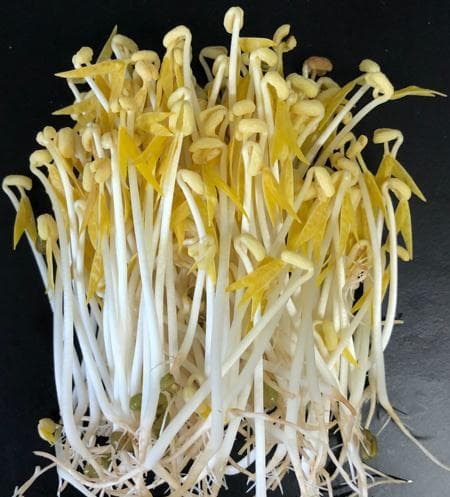 科普图文 | 变色的绿豆芽能吃么
