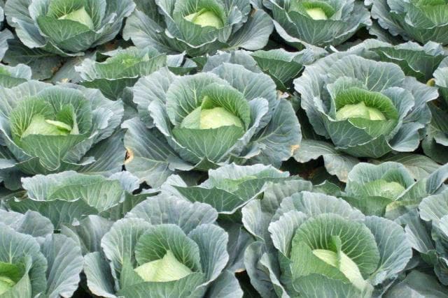 甘蓝种植技巧：避免变形，提高品质