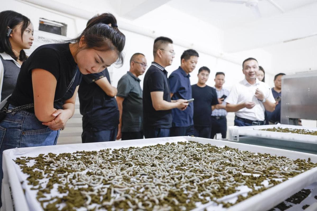 南漳县：科技赋能小蚕共育 完善延伸产业链条