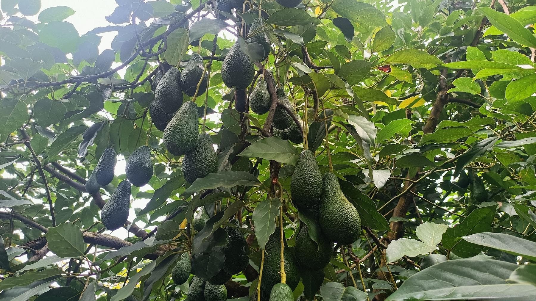 云南孟连：科技赋能牛油果产业 成就“中国牛油果之乡”