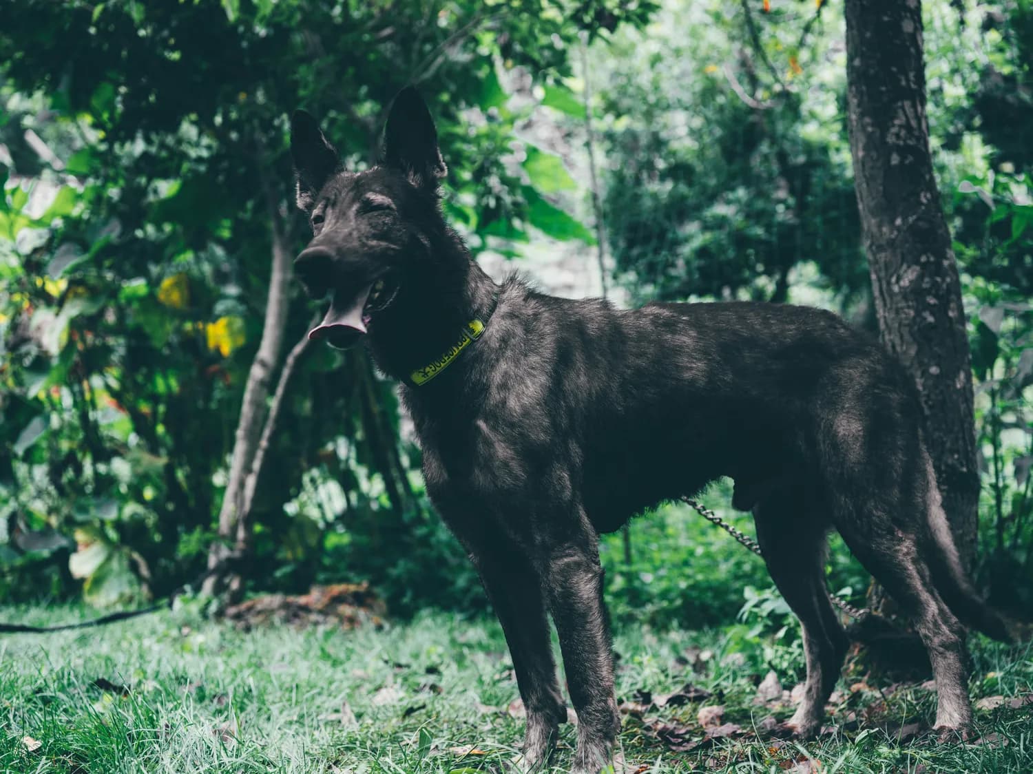 五黑犬养成记：从土狗到萌宠的逆袭！