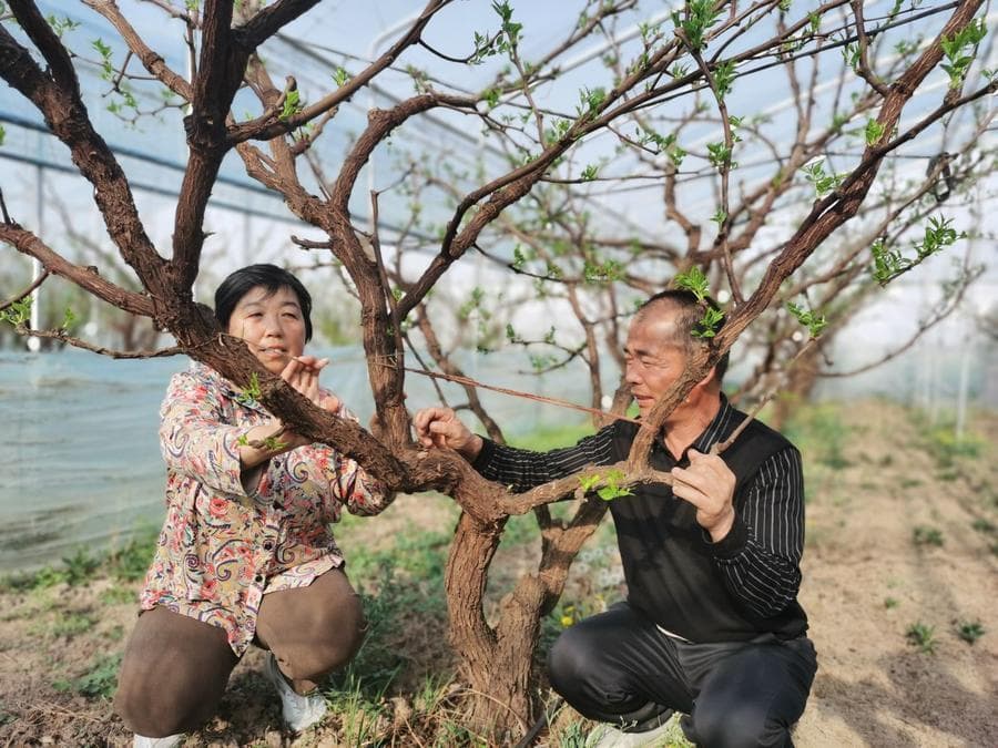 枣农抹芽手下留情，变异冬枣酷似蟠桃，最大的枣接近半斤