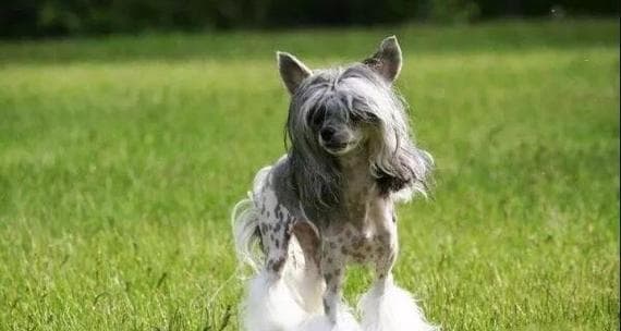 秘鲁无毛犬：历史渊源、特征与饲养指南