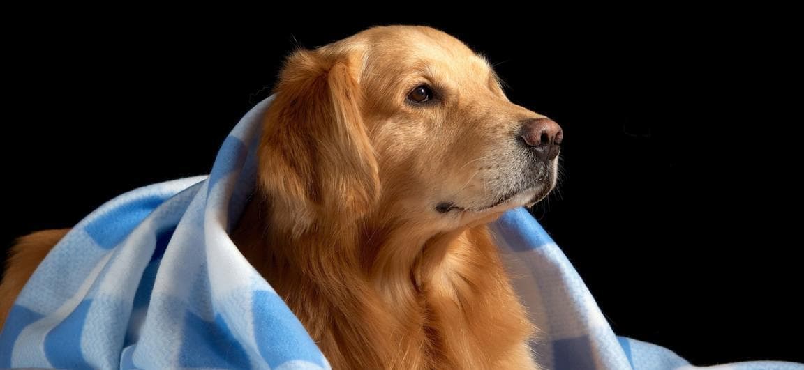 金毛犬（探索金毛犬的六大优点及其让人无法抗拒的魅力）