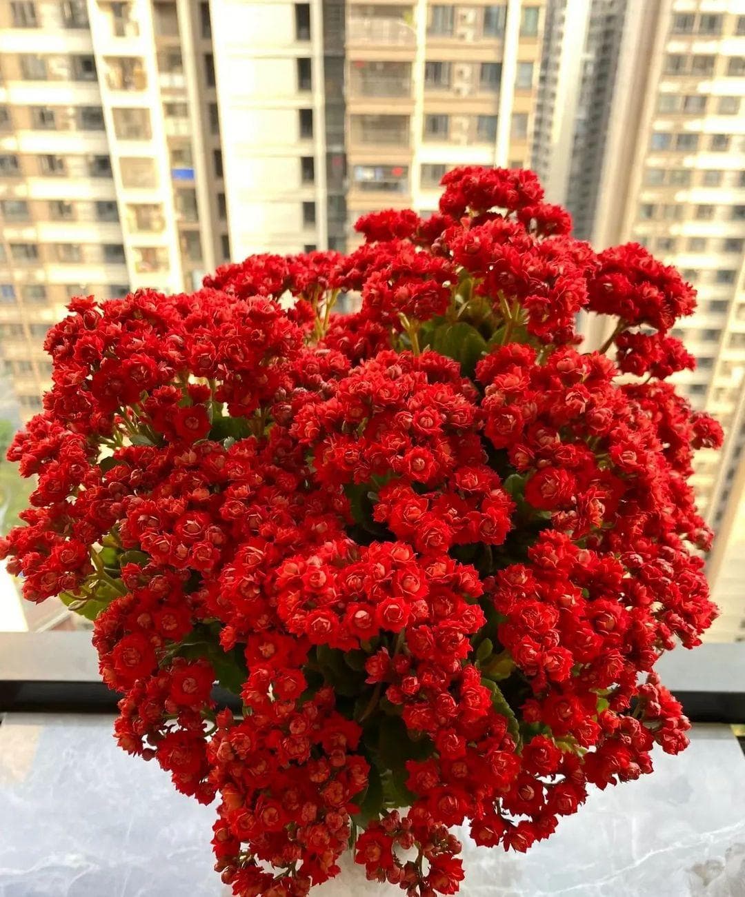 男子的长寿花，已经长成“六亲不认”的样子，妻子：莫不是成精了
