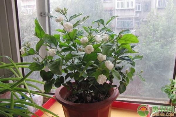 茉莉怎么养才能更旺盛？