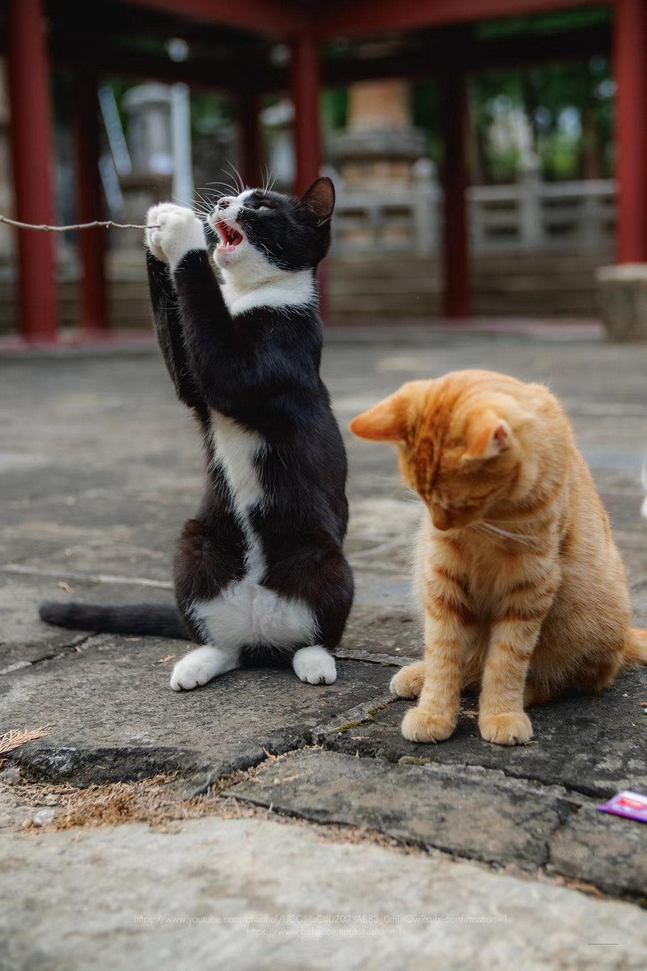 济南的寺：猫咪天堂里的历史遗存