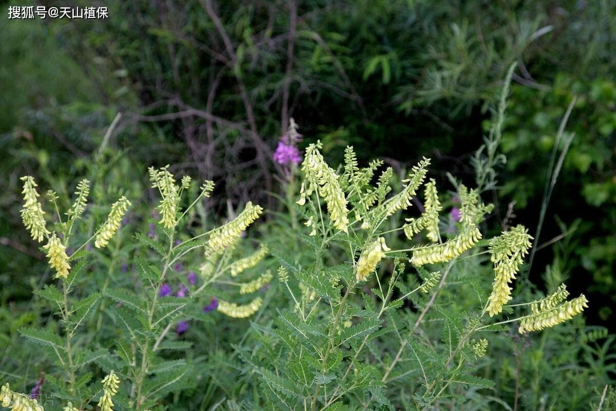 黄芪种植条件和方法详解