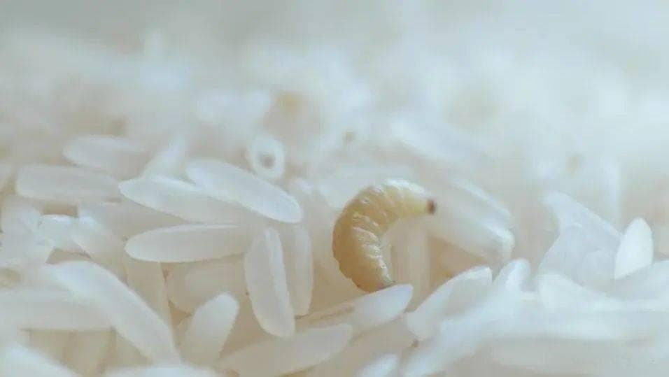 “大米生虫”了，这5招能让储粮“敌人”米虫害怕，米袋里放一点，一年不生虫