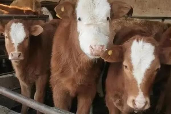 鲁西黄牛如何养殖，养殖主要以青粗饲料为主