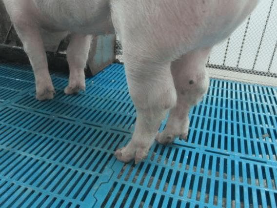 猪关节腿肿病的原因分析