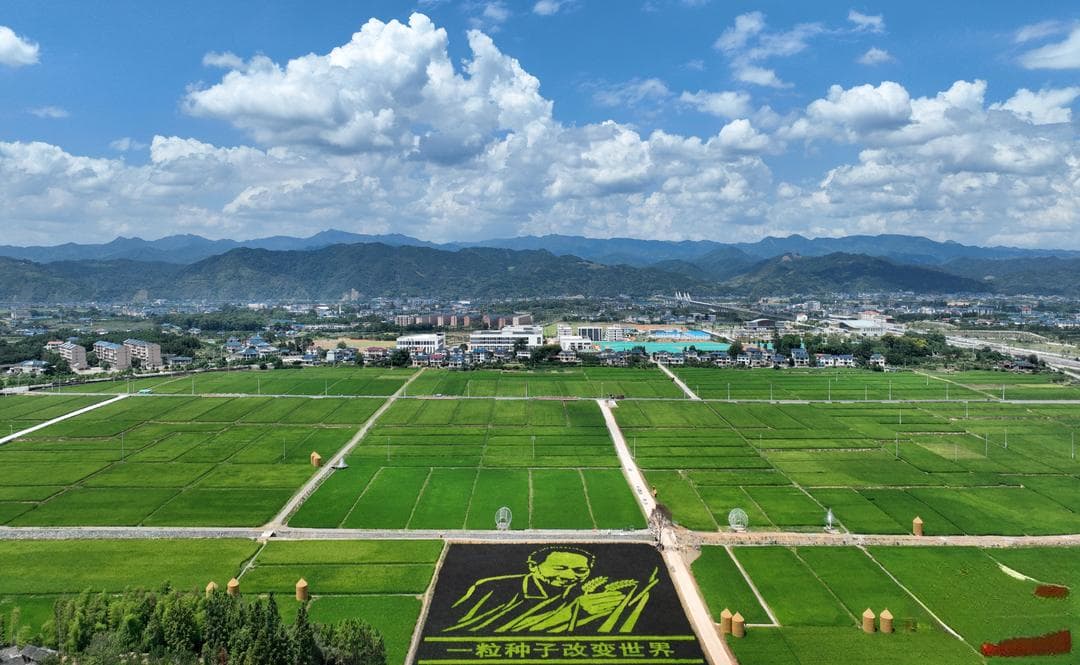 打造湖南农耕文化旅游名片 看洪江市如何让“一粒种子”长成“世界稻都”