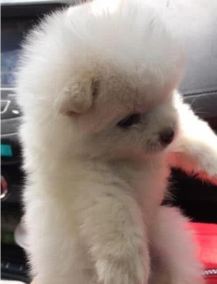 博美与土狗的结合——新一代宠物的诞生