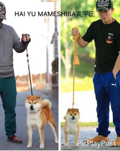 什么是豆柴犬？豆柴犬的历史！