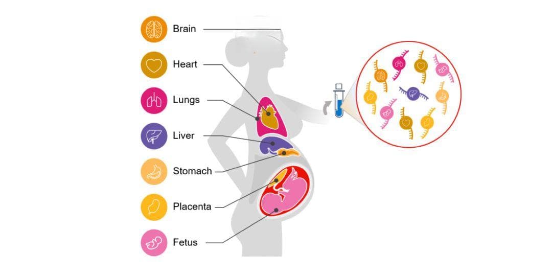 研究专题 │ 基于新兴生物标志物cfRNA的前沿应用与案例