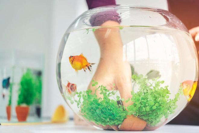 新手养鱼如何选鱼缸？75-115升最适宜，还需考虑这些因素