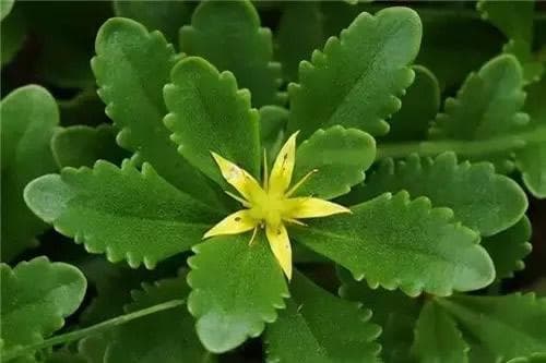 硫酸亚铁和柠檬酸浇花比例大了 柠檬酸能代替硫酸亚铁浇花吗