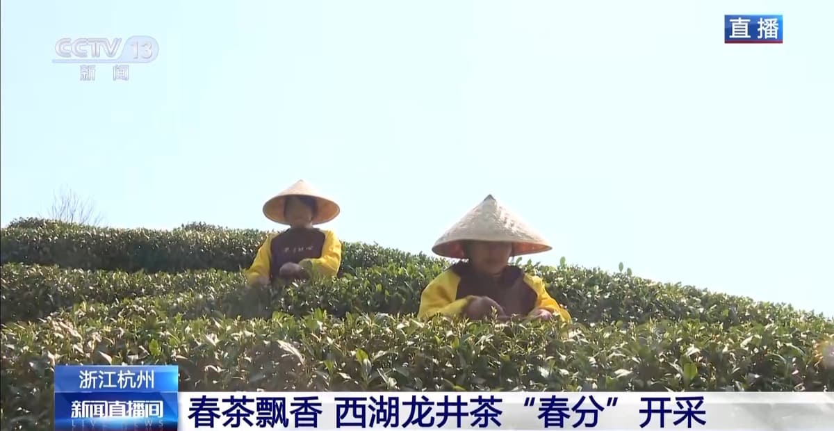 西湖龙井今日开采，官方鉴定指南助你抢“鲜”品尝春天的味道