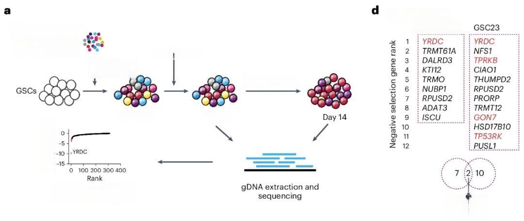 中山大学最新研究：这一“必需氨基酸”吃太多，恐加速肿瘤生长