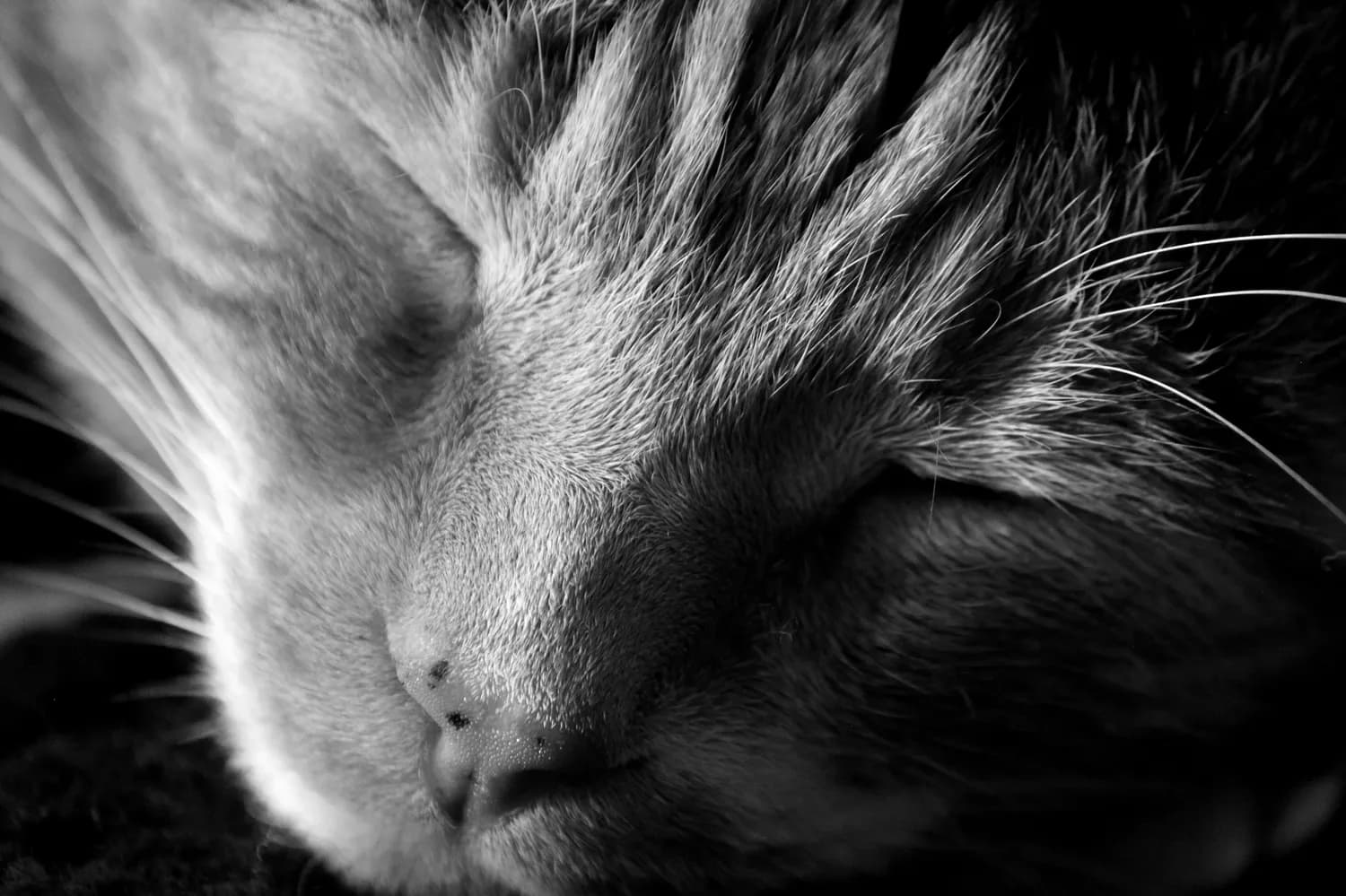 猫咪癫痫发作怎么办？这些应急处理方法请收好！