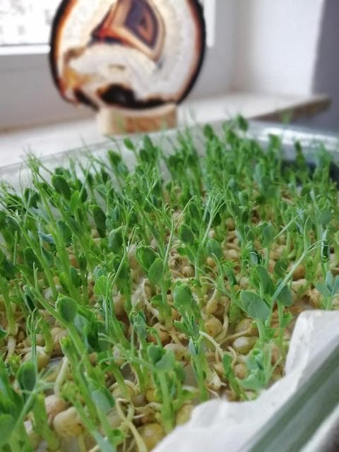 豆芽没熟可以吃么 黄豆芽炒不熟会中毒吗