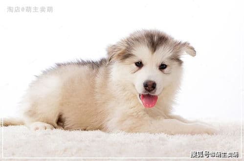 幼犬养护攻略：轻松带好幼年狗狗