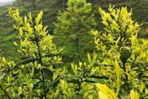 黄金芽：中国独有的"茶中大熊猫"